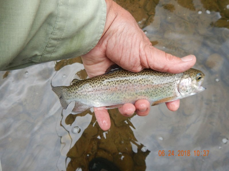 -Kettle Valley-077-.jpg - Here was the first fish of the day.
